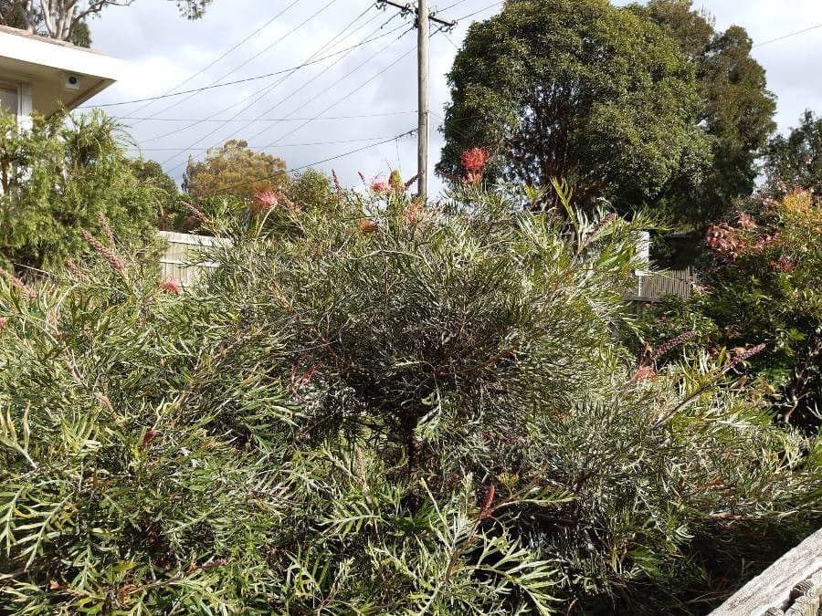 Grevillea 21