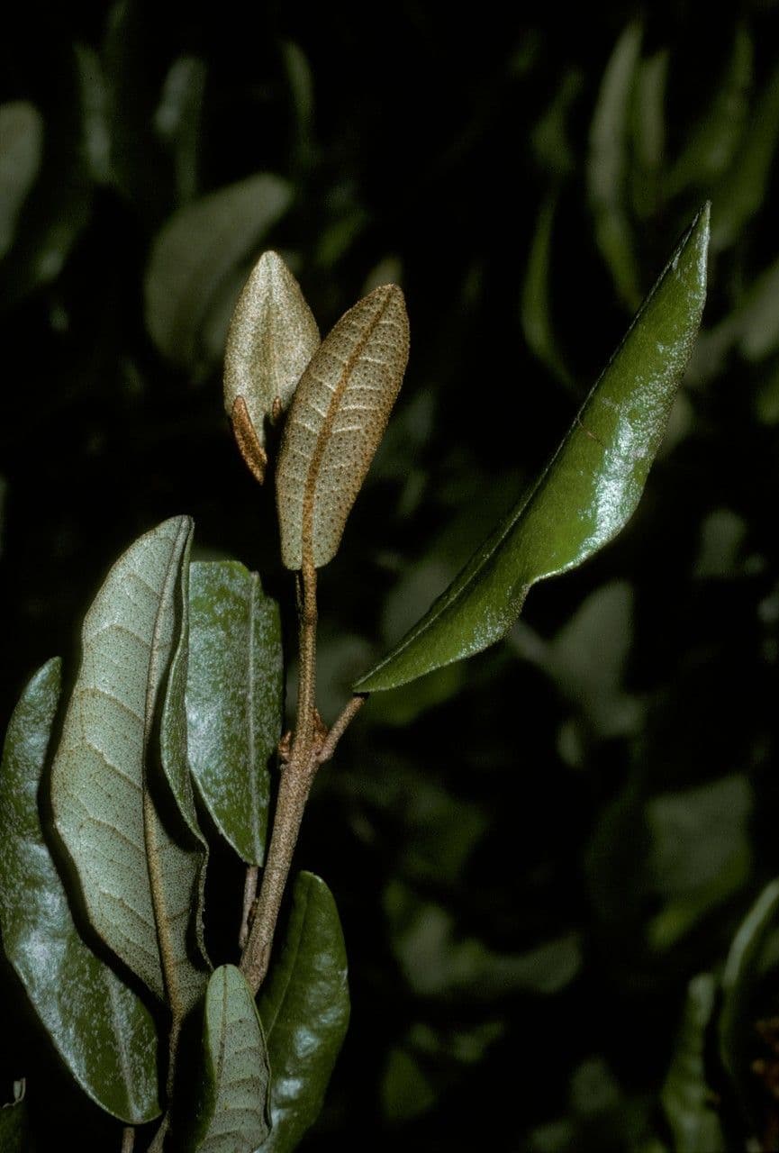 Aextoxicon punctatum 18