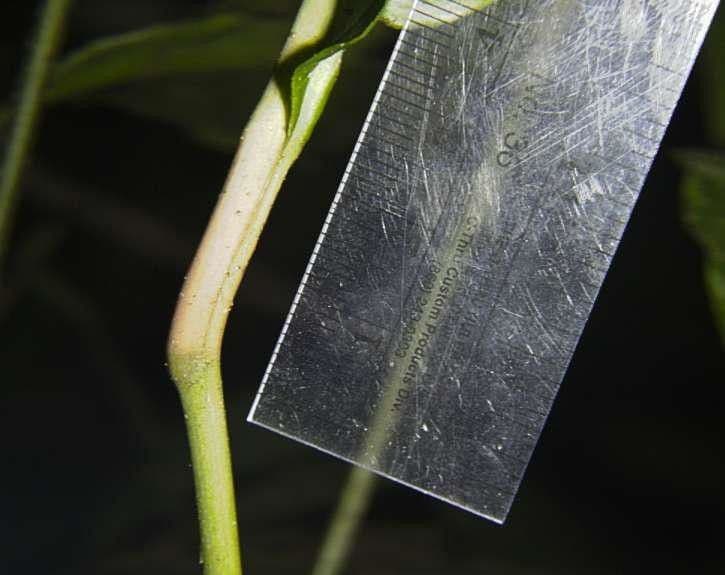 Zamiokulkas gładki 4