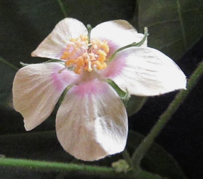 Abutilon 3