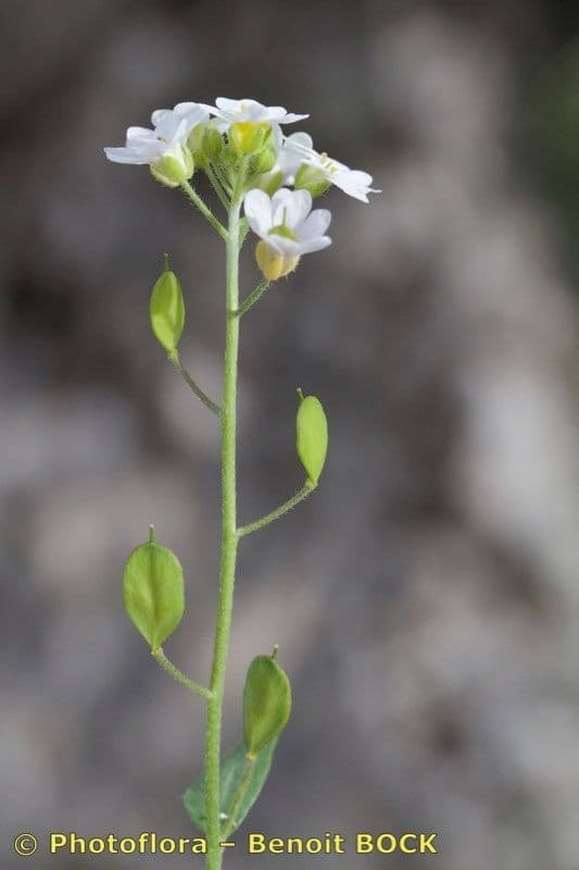 Berteroa mutabilis 10