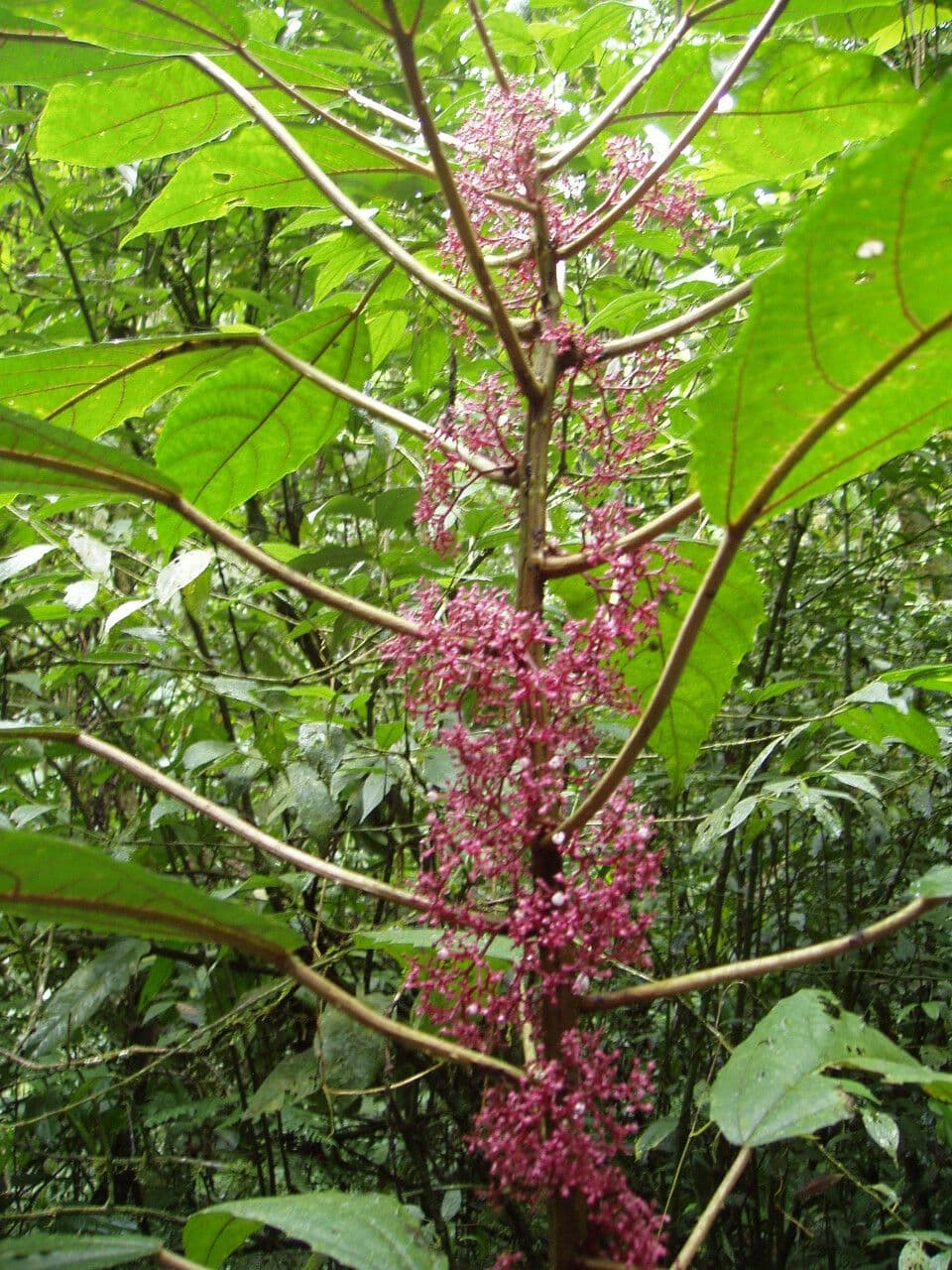 Urera