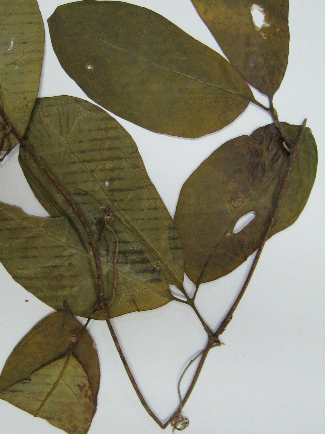Psiguria 2