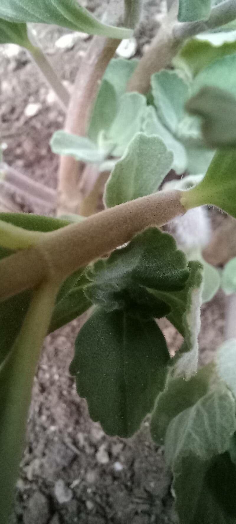 Plectranthus ornato 16