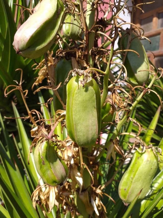 Bajonett-Yucca 3