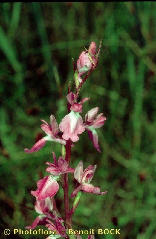 Sumpf-Knabenkraut 16