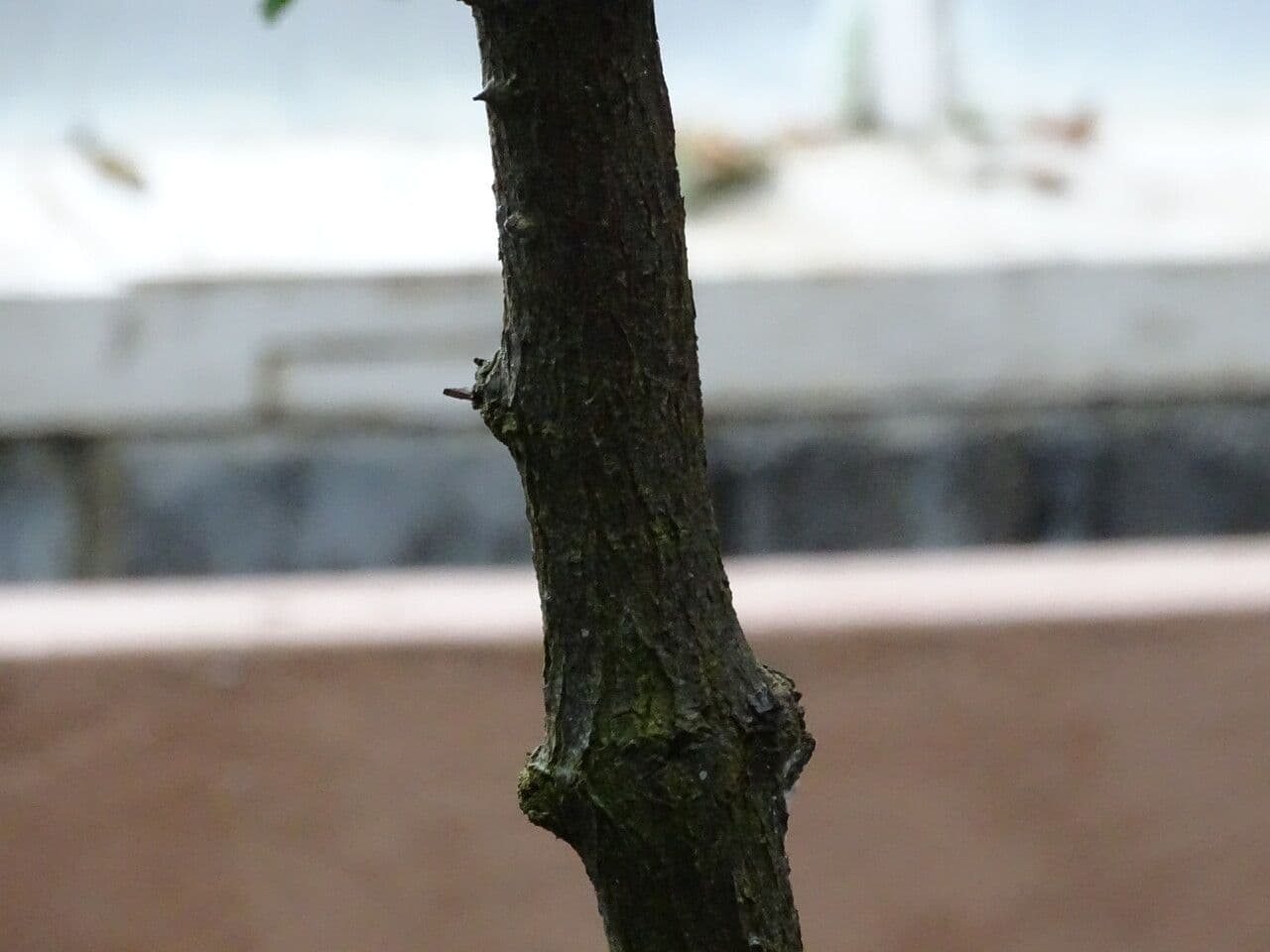 Cascalote 3