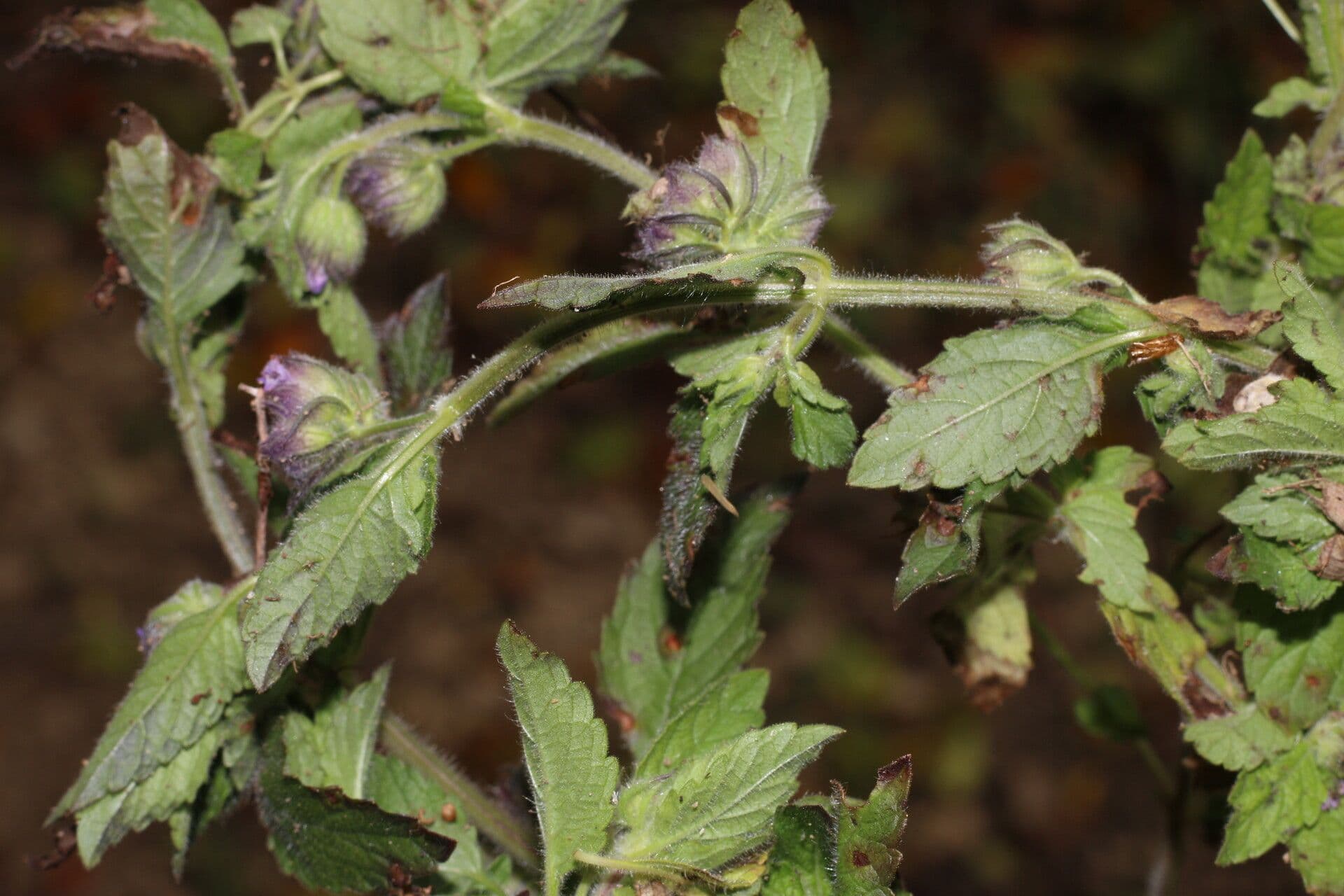 Marsypianthes 11
