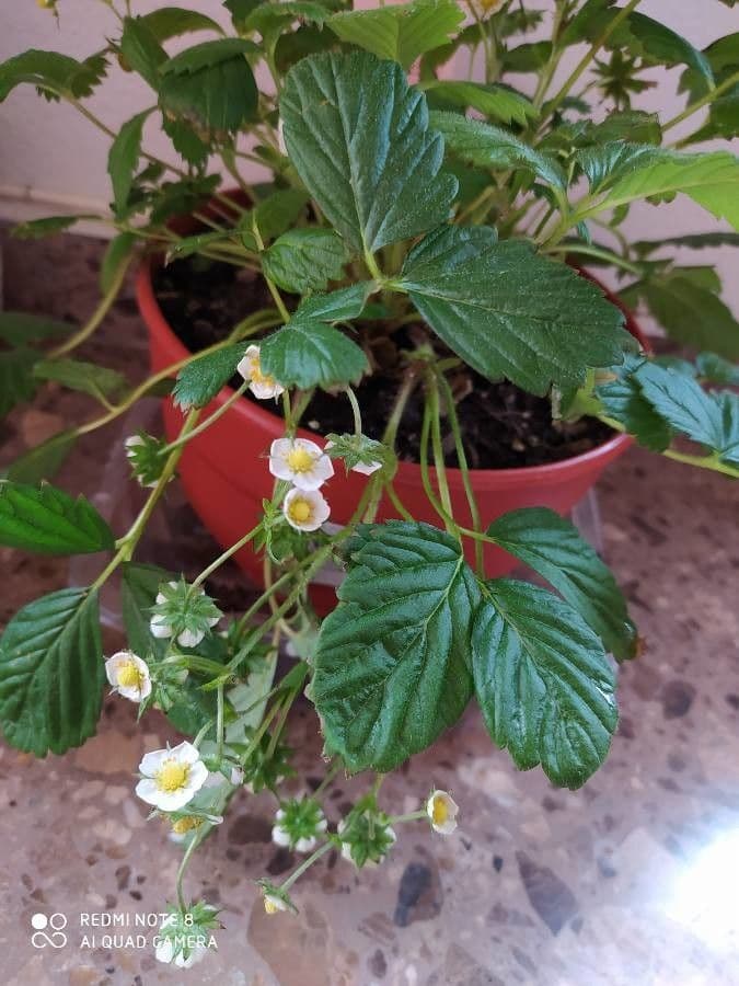 Fragola comune 23