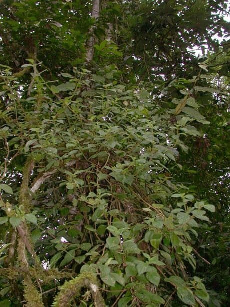 Drymonia alloplectoides 14