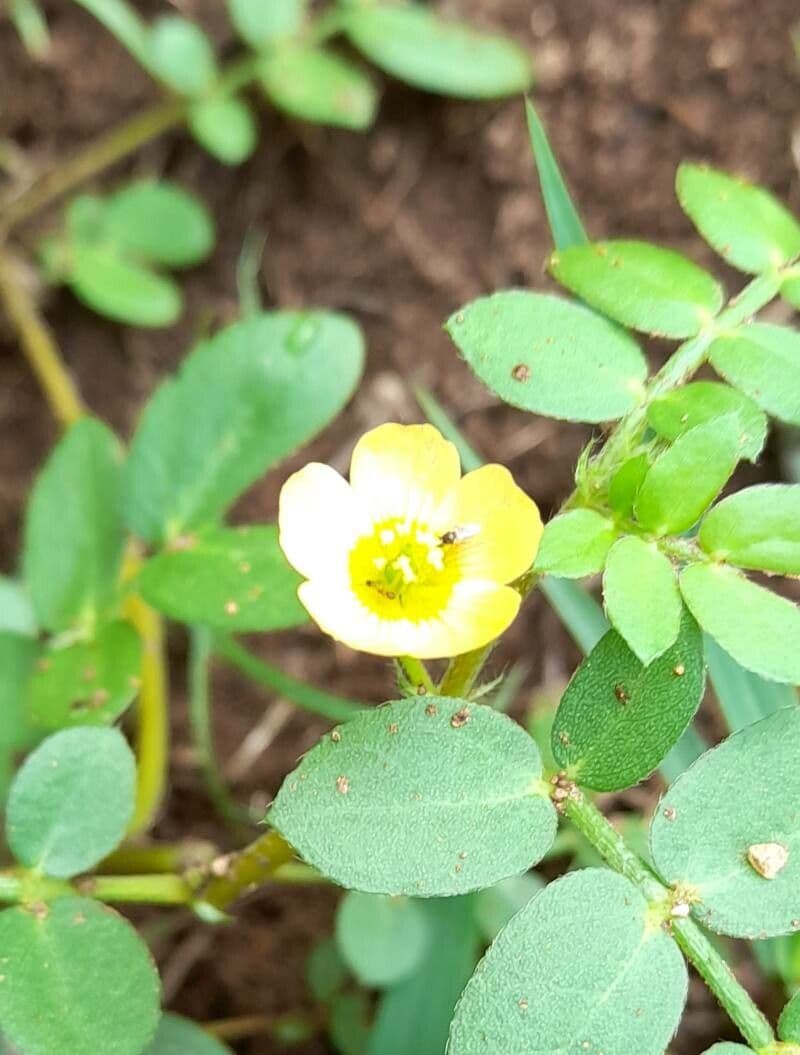 Kallstroemia 2