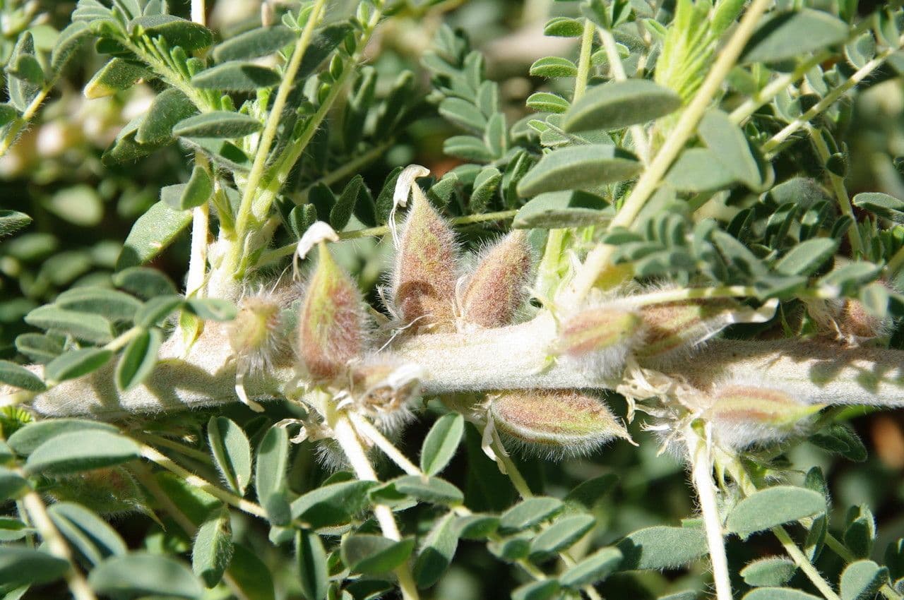 Astragalo 3