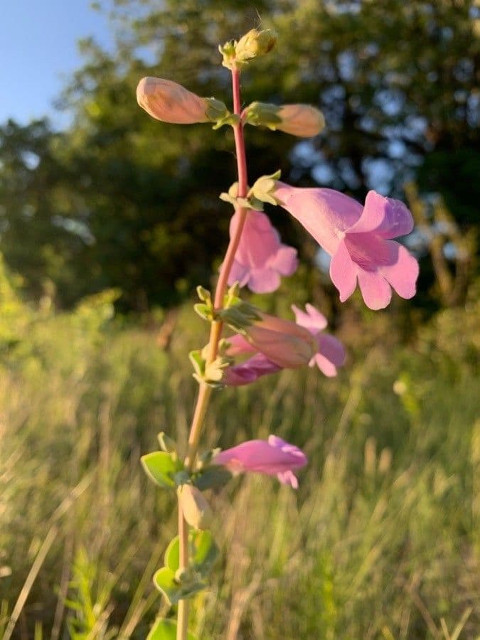 Penstemon grande 4
