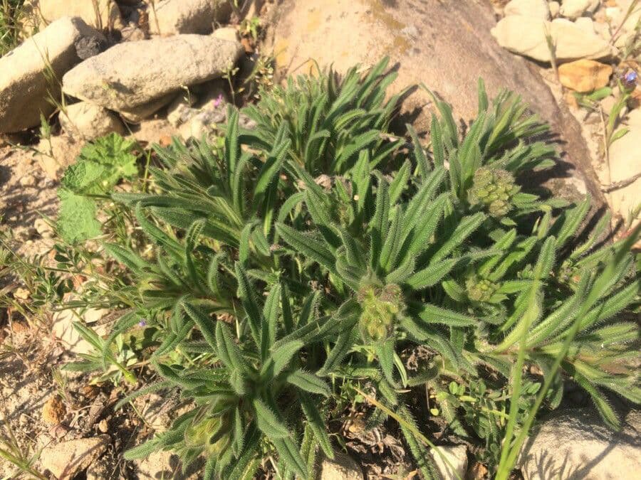 Onosma 18