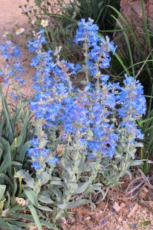 Penstemon 6