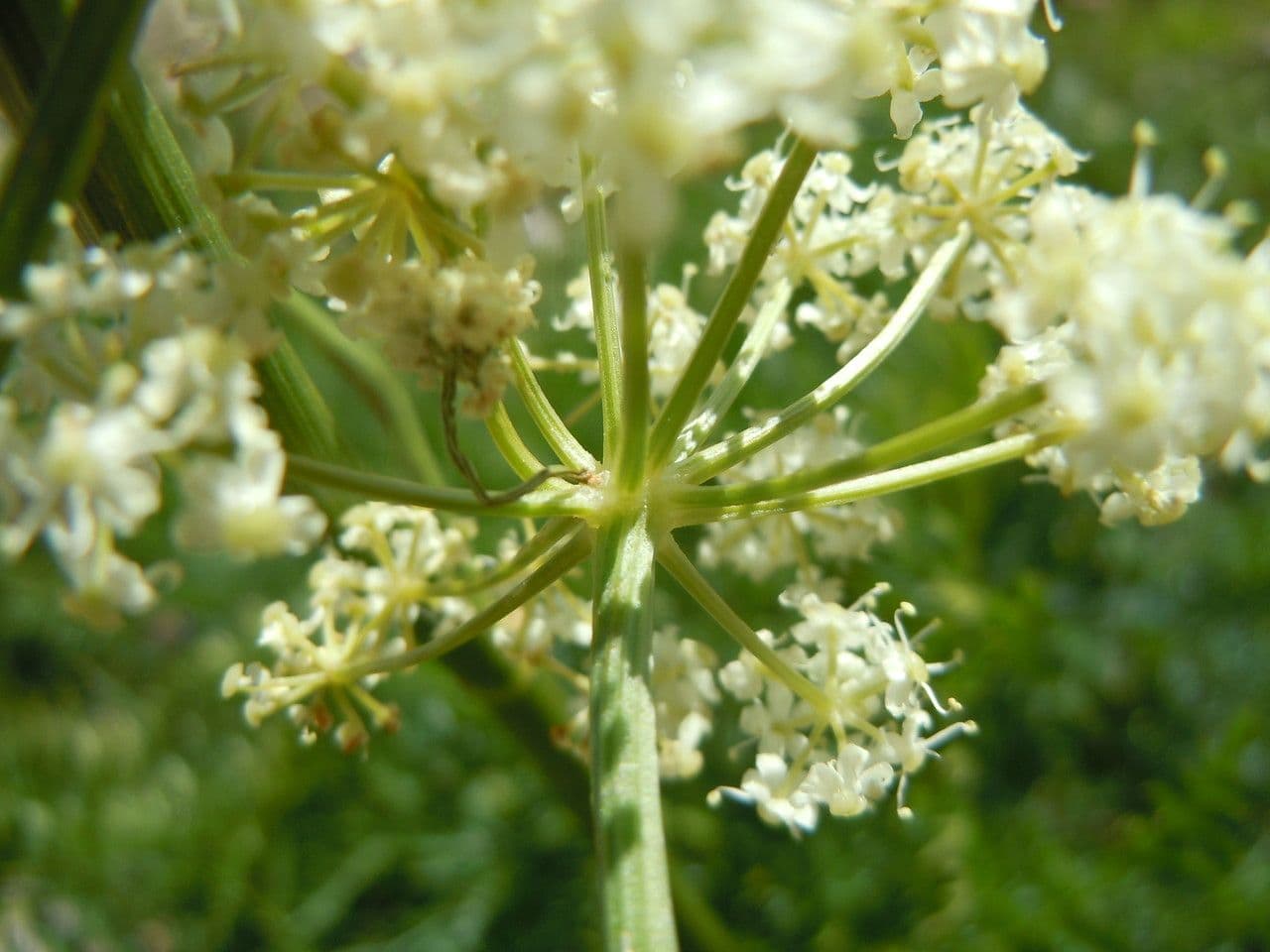 Ligusticum 3
