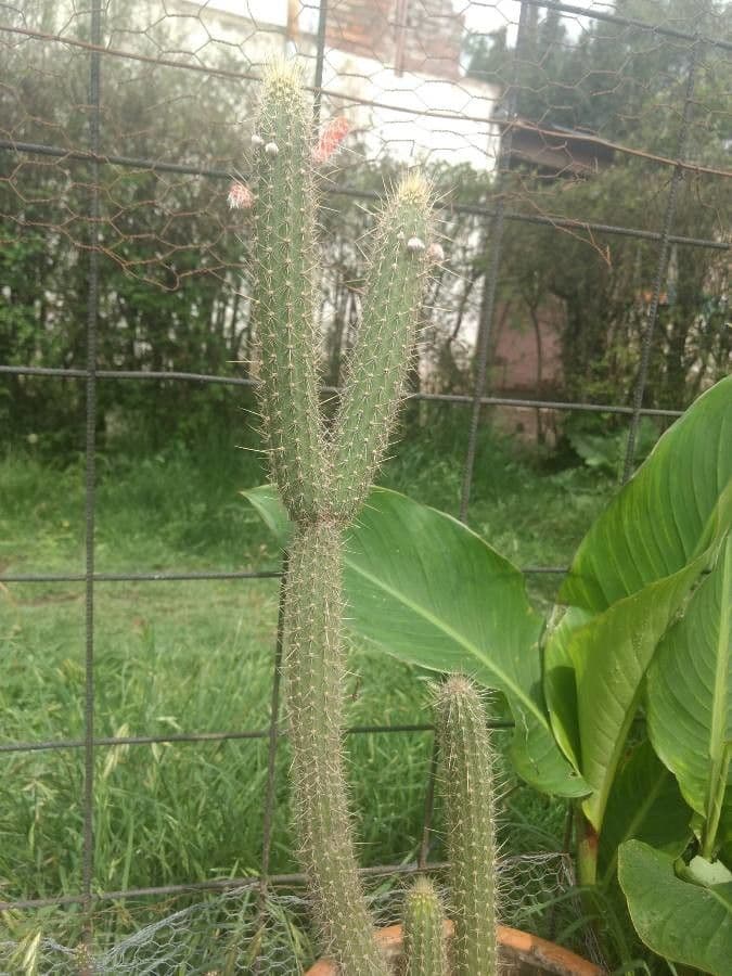 Cactus di Baumann 19