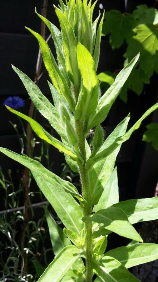 Hairy evening primrose 13