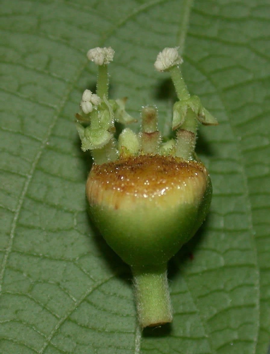Dalechampia 4