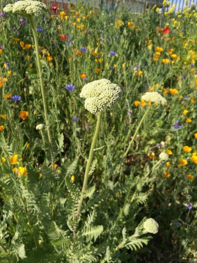 Achillea filipendula