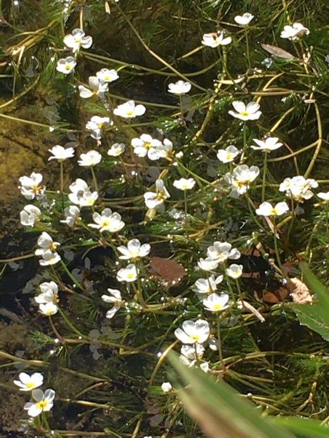 Ranunculus fluitans 10