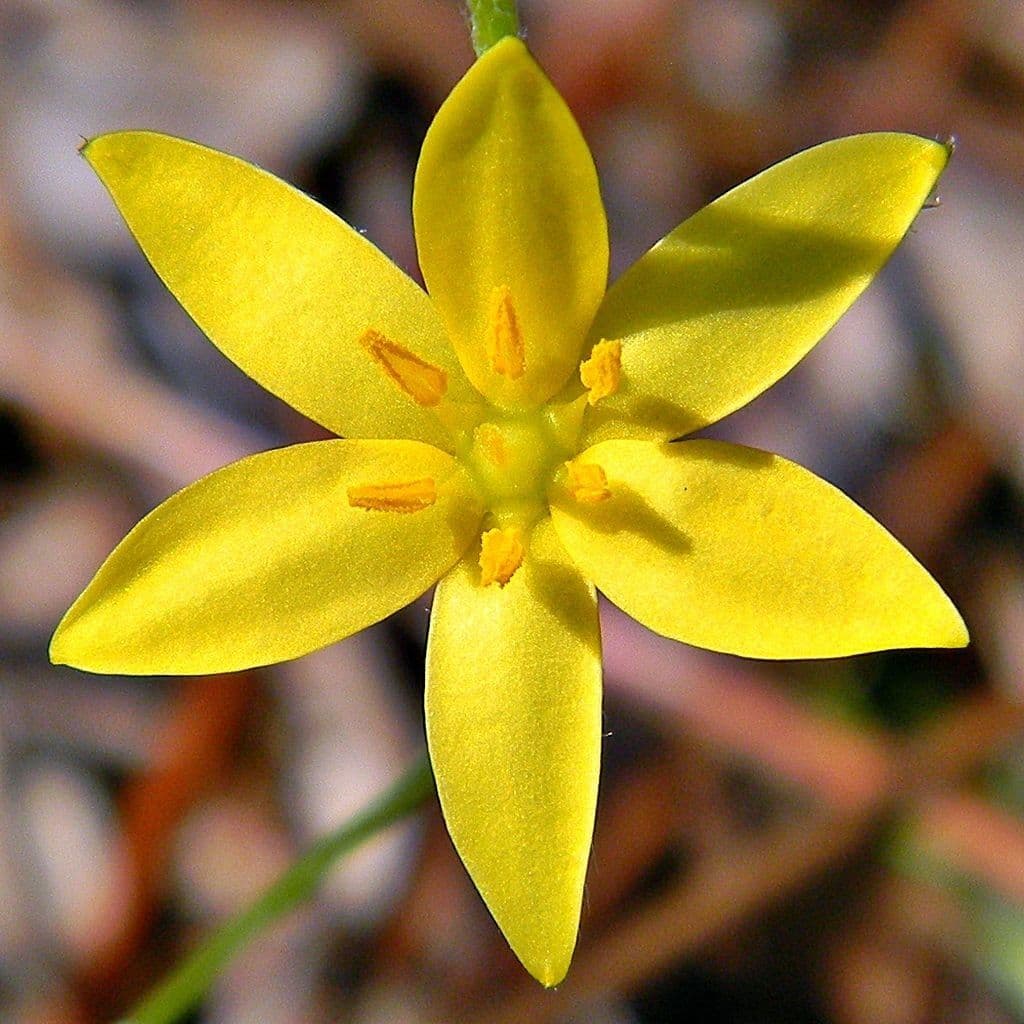 Binsenblättrige Sternbinse