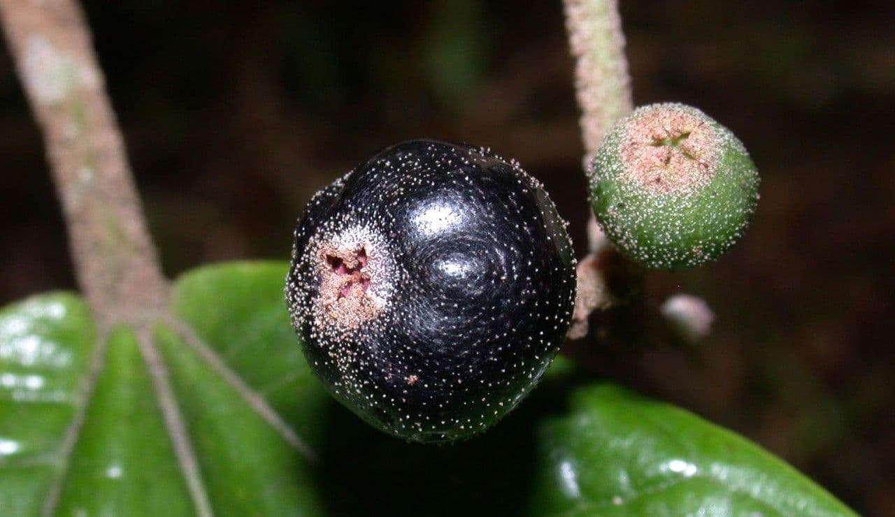 Miconia a spighe multiple