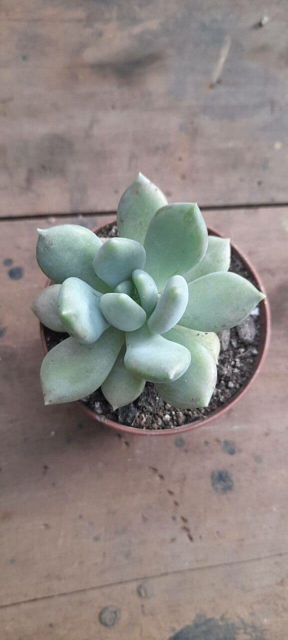 Pachyphytum 12