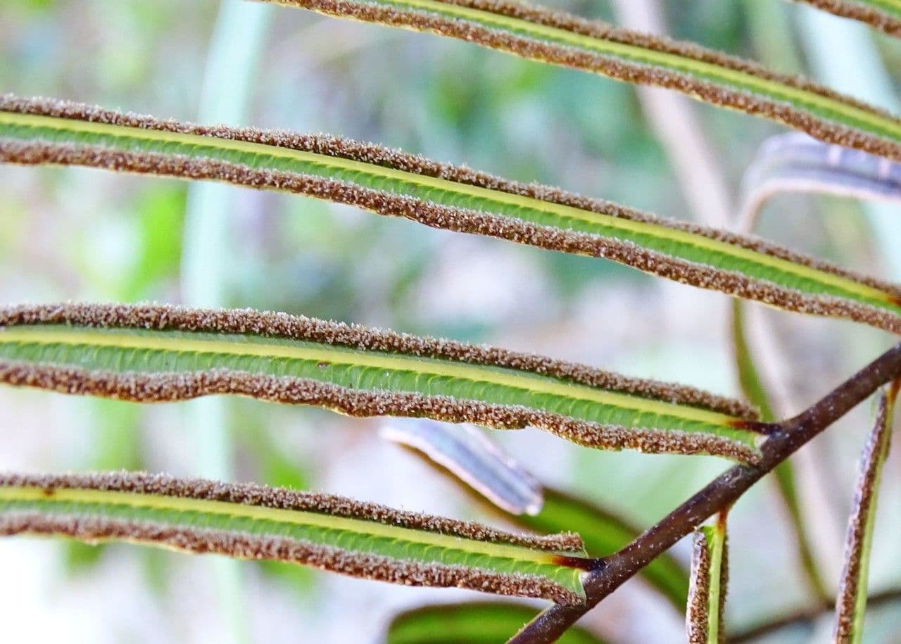 Pteris vittata 16