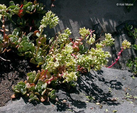Sedum dell'Oregon 9