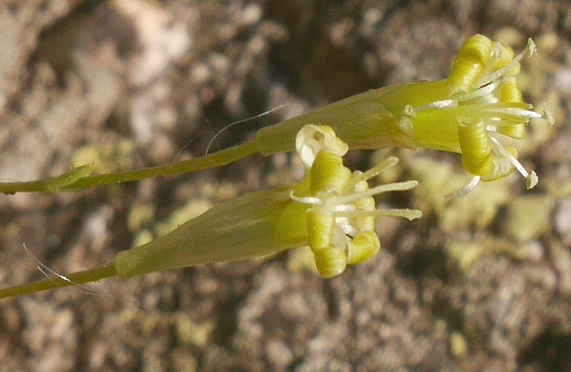 Silene 7