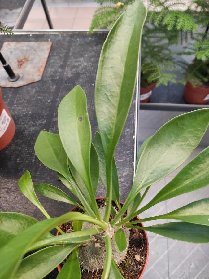 Pianta formica di Beccari 7