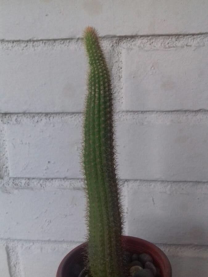 Cactus 3