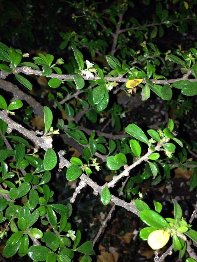 Randia Aculeata 18