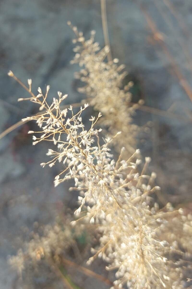 Erba d'amore cinese 2