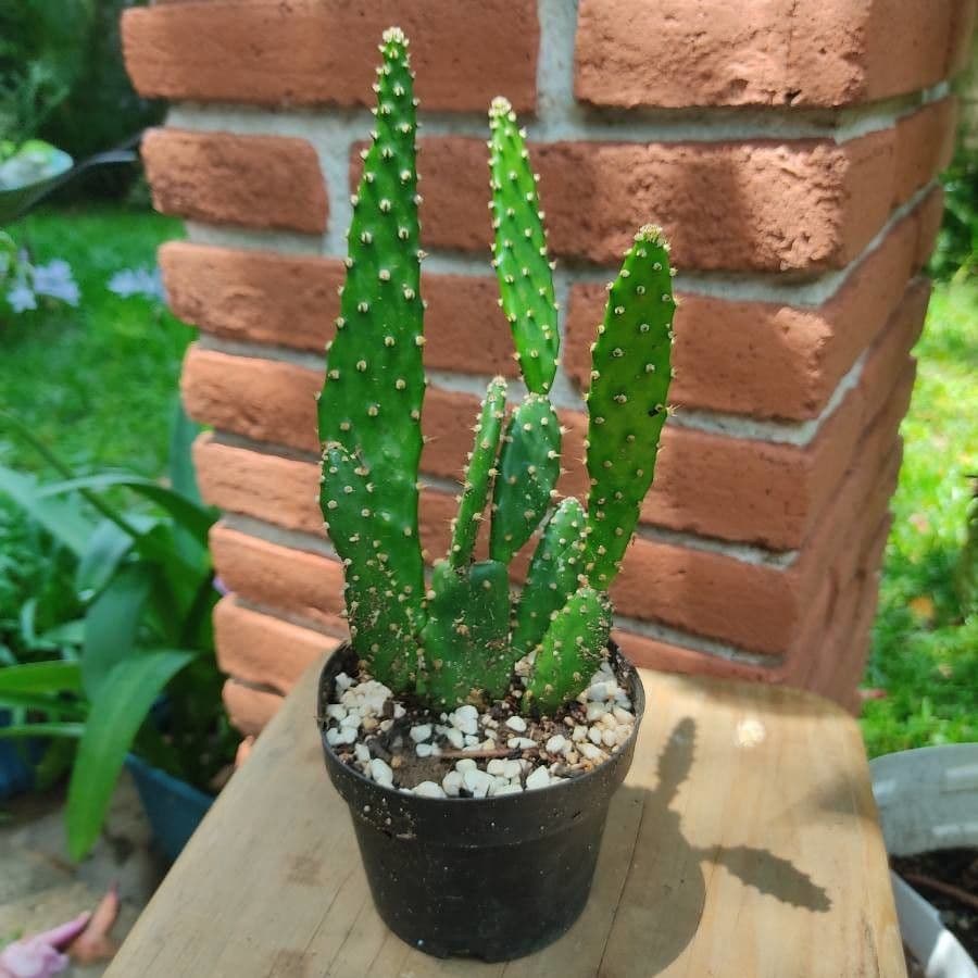Opuncja Monacantha 18