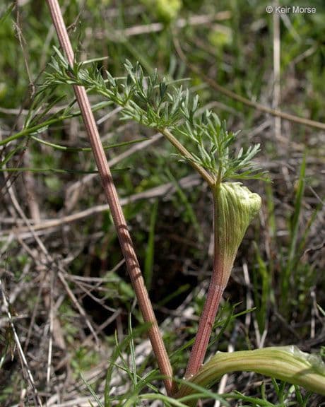 Lomatium 14