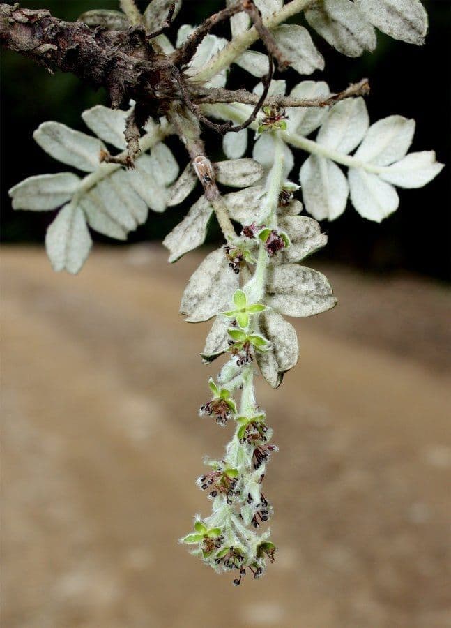 Polylepis
