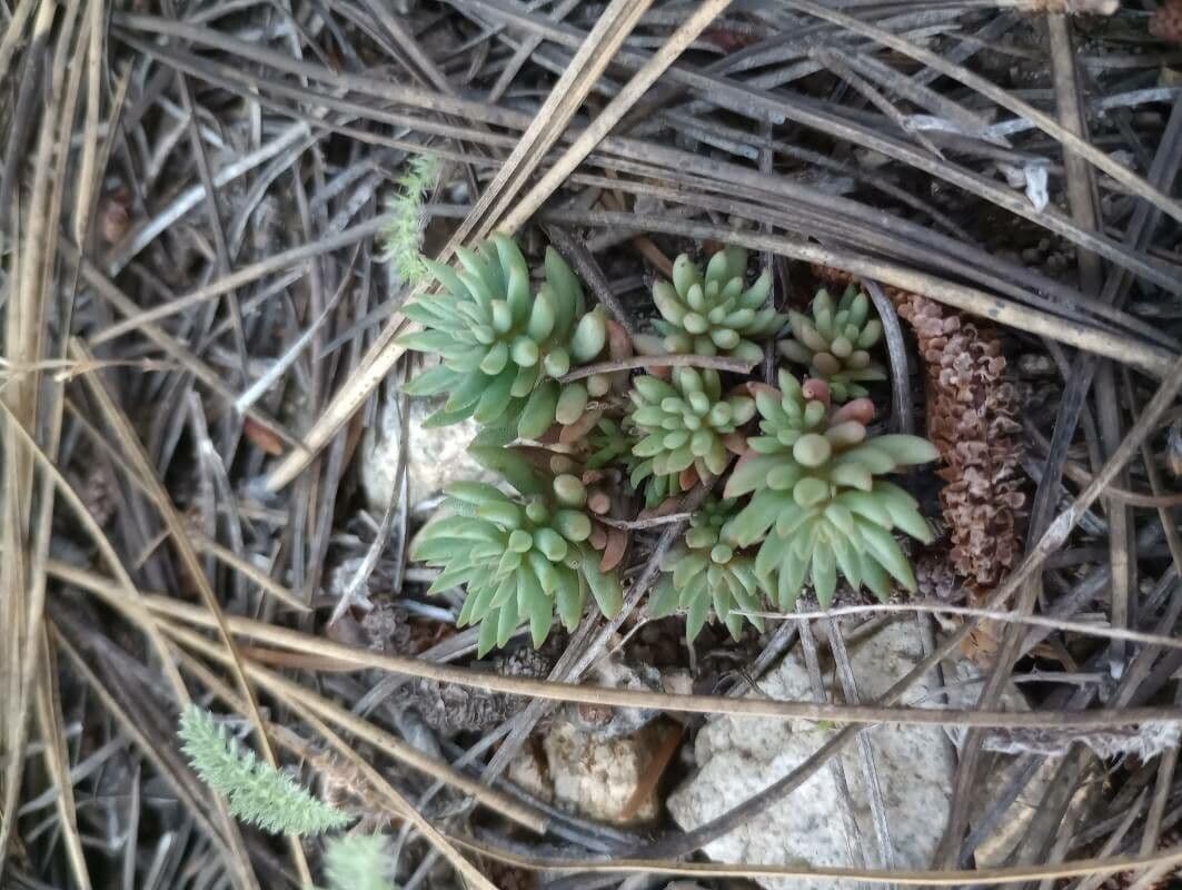 Sedum lanceolatum 13