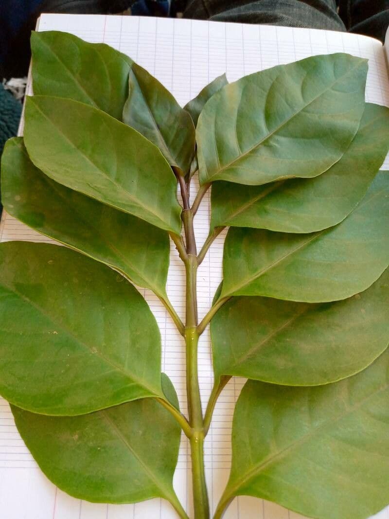 Citharexylum 12