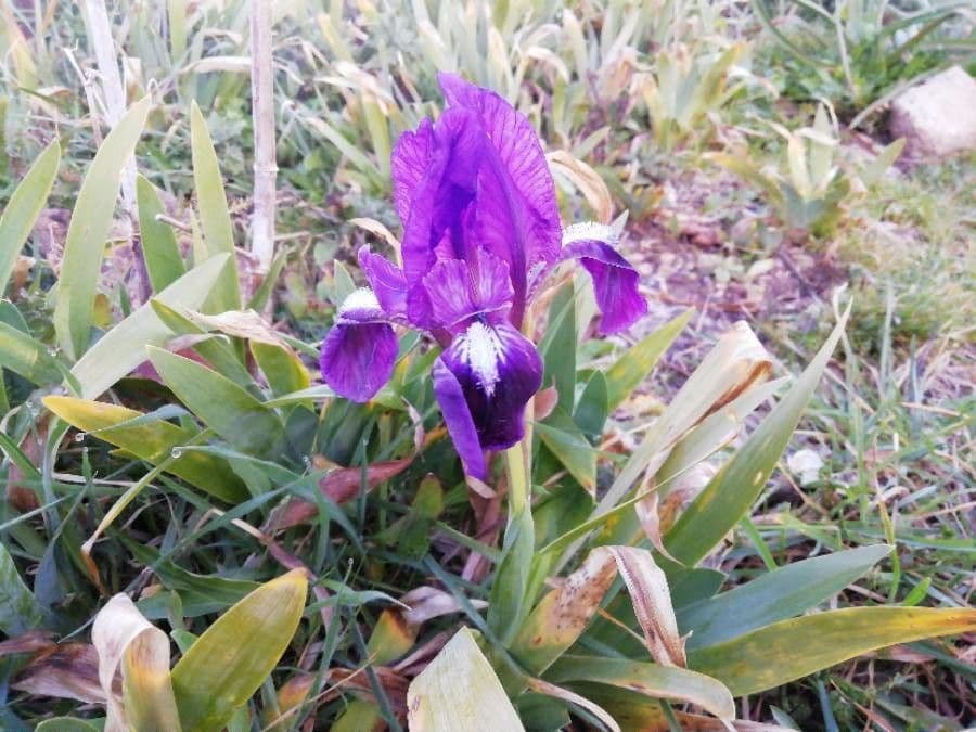 Zwerg-Schwertlilie 12