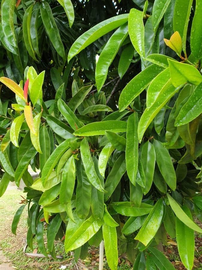 Garcinia verde 8