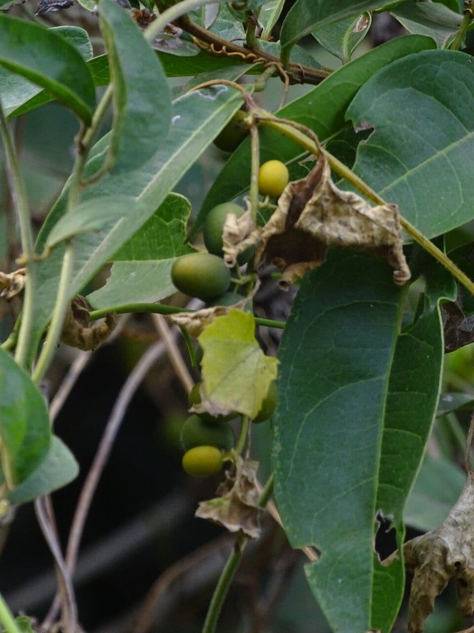 Cayaponia 3