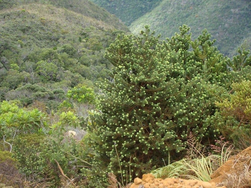Podocarpus 11