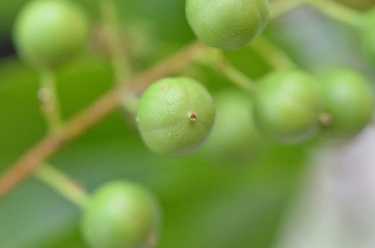 Celastrus subspicatus