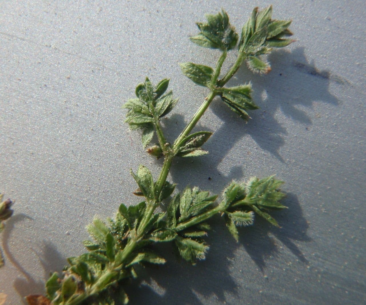 Galium murale 26