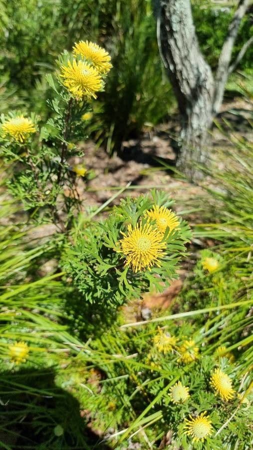 Isopogon anemonifolius 5