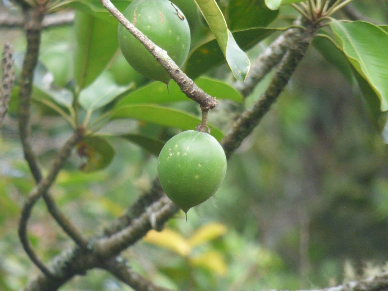 Mimusops balata 4
