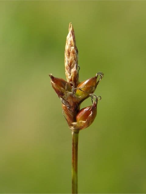 Carice ottusa 5