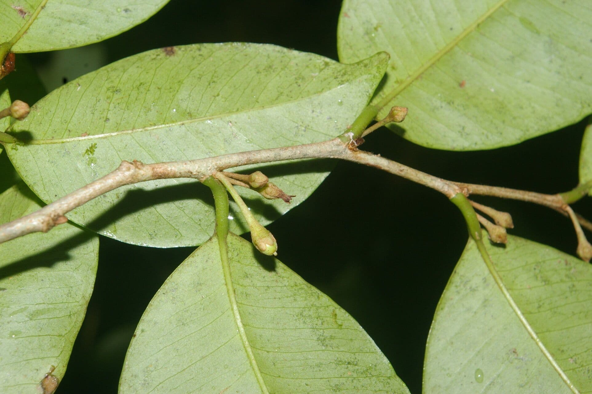 Chrysophyllum 2